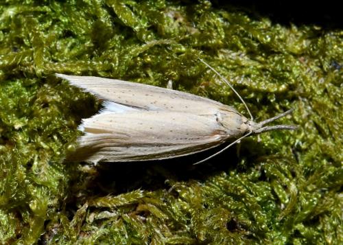 Chilo phragmitella